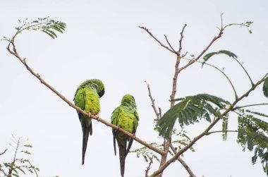 Güzel kuşlar Prens-siyah Parakeets ya da Nanday muhabbet kuşu (Arati