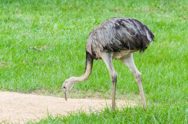 Güzel Ema veya büyük Rhea (Rhea americana) Brezilyalı sulak.