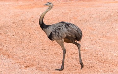 Güzel Ema veya büyük Rhea (Rhea americana) Brezilyalı sulak.