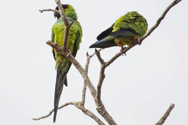 Aves Bonitas Prince Black Periquitos Nanday Periquito Arati — Fotografia de Stock