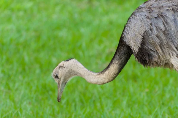 Όμορφη Ema Μεγαλύτερη Ρέα Rhea Americana Στον Υγρότοπο Βραζιλίας — Φωτογραφία Αρχείου