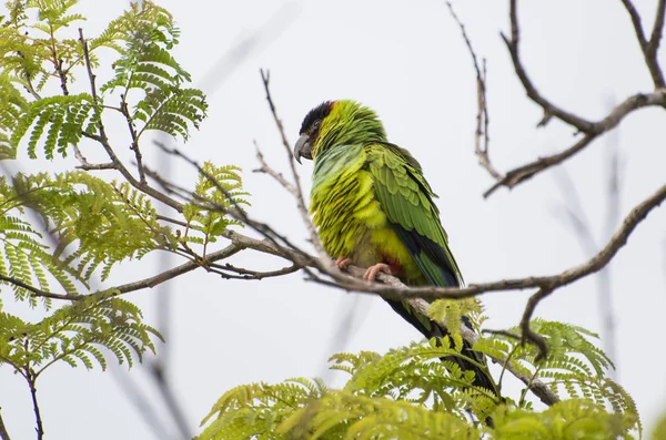 Aves Bonitas Parakeets Príncipe Preto Nanday Parakeet Aratinga Nenday Uma — Fotografia de Stock