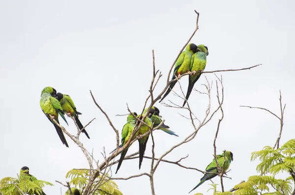 브라질 Pantanal에 나무에서 앵무새의 Nanday Aratinga Nenday — 스톡 사진
