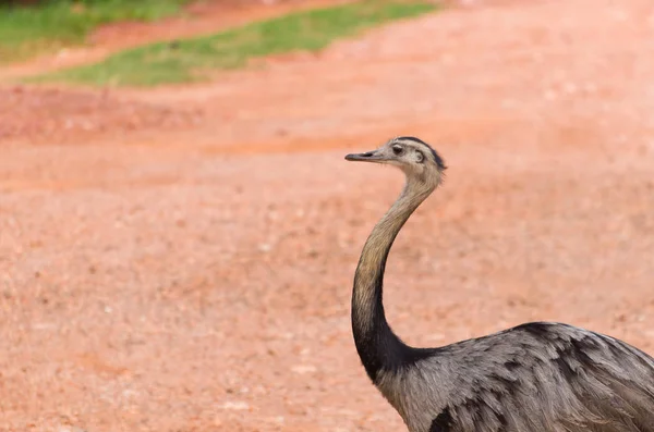 Linda Ema Greater Rhea Rhea Americana Zona Húmida Brasileira — Fotografia de Stock