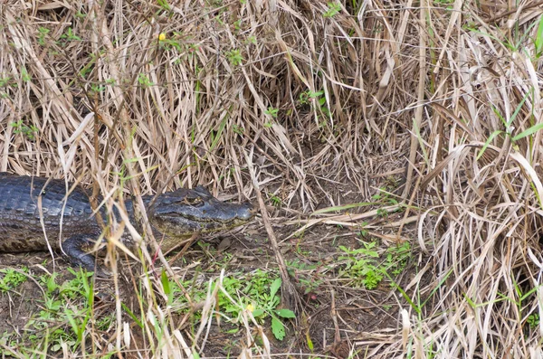 Belle Jacare Caiman Yacare Dans Zone Humide Brésilienne — Photo