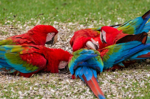 Guacamayo Rojo Hermoso Humedal Brasileño — Foto de Stock