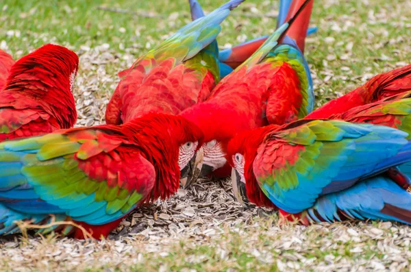 Krásný Červený Papoušek Brazilské Mokřadní — Stock fotografie