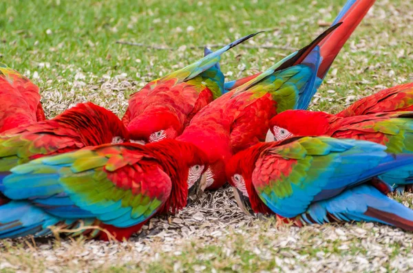 Guacamayo Rojo Hermoso Humedal Brasileño — Foto de Stock