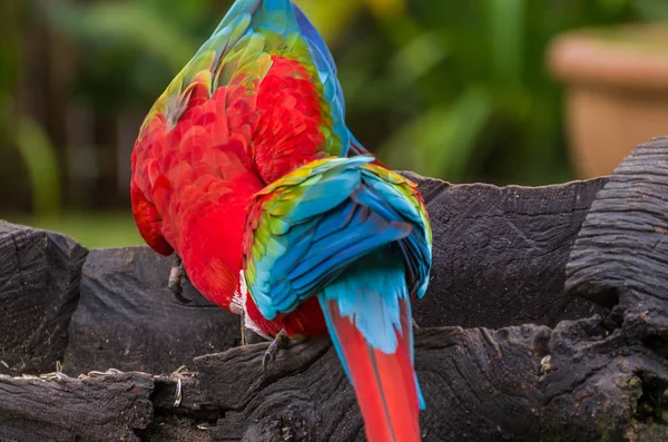 Beautiful Red Macaw Brazilian Wetland — Stock Photo, Image