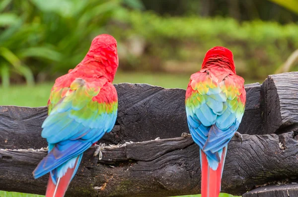Krásný Červený Papoušek Brazilské Mokřadní — Stock fotografie