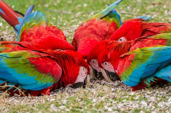 Krásný Červený Papoušek Brazilské Mokřadní — Stock fotografie