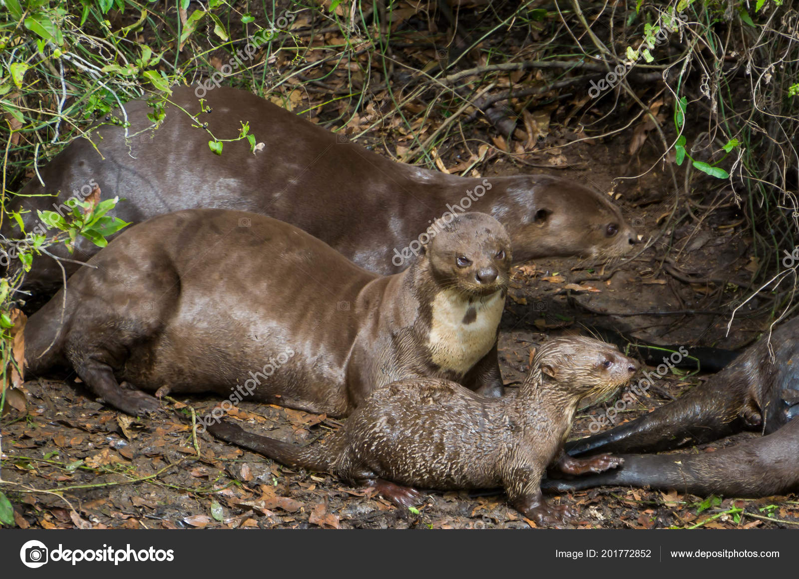 Family Otters Brazilian Pantanal Stock Photo C Thisantors 201772852