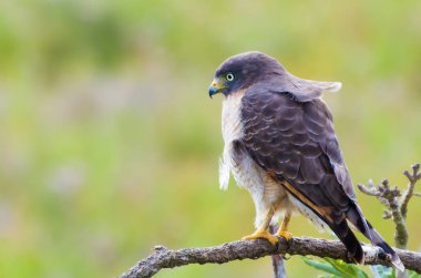 Güzel şahin-şahin kuş ya da yol kenarında Hawk'a Brezilyalı sulak bir ağaçta (Rupornis magnirostris).