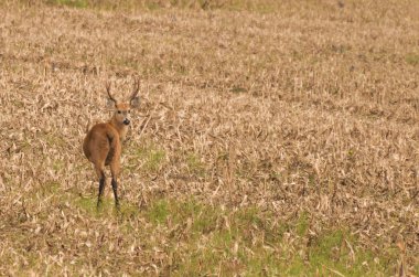 (Blastocerus dichotomus) Pantanal Brezilya Pantanal içinde kertenkele