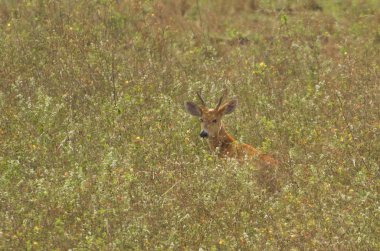 (Blastocerus dichotomus) Pantanal Brezilya Pantanal içinde kertenkele