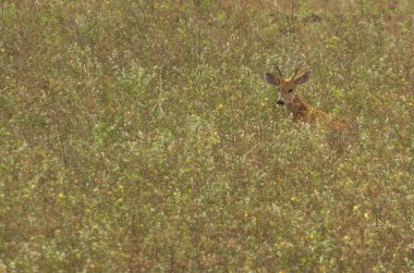 (Blastocerus dichotomus) Pantanal Brezilya Pantanal içinde kertenkele
