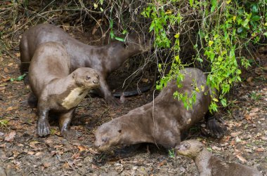 Brezilyalı Pantanal içinde su samuru ailesi