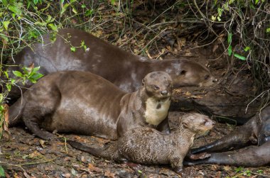 Brezilyalı Pantanal içinde su samuru ailesi