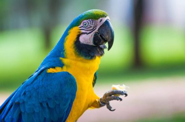 Güzel mavi-sarı ara (Ara ararauna) Brezilyalı sulak alan içinde.