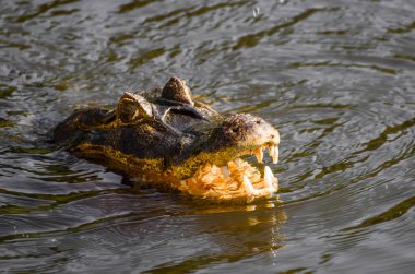 Güzel Jacare (Caiman yacare) Brezilyalı sulak.
