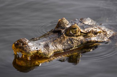 Güzel Jacare (Caiman yacare) Brezilyalı sulak.