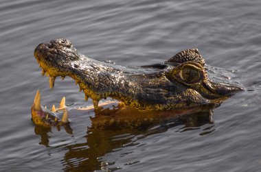 Güzel Jacare (Caiman yacare) Brezilyalı sulak.