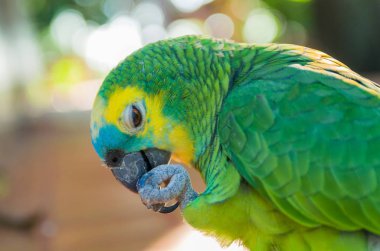 Güzel gerçek papağan ya da turkuaz önlü papağan (Amazona aestiva), Brezilyalı sulak alan içinde.