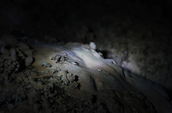 Restes Laissés Par Des Hiboux Dans Une Grotte Bonito Brésil — Photo