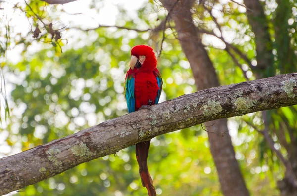 Schöner Roter Ara Brasilianischen Feuchtgebiet — Stockfoto