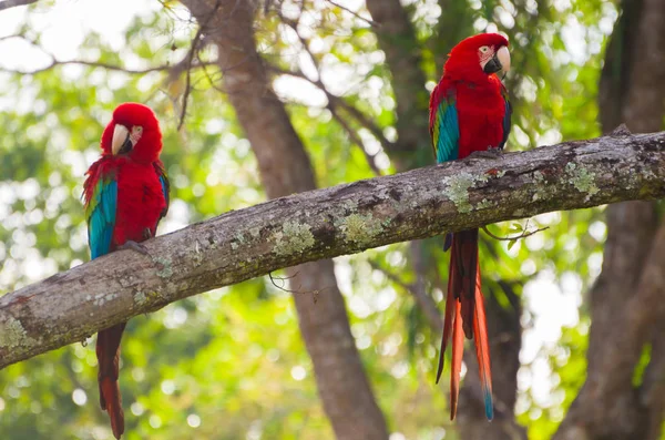 Frumos Macaw Roșu Zona Umedă Braziliană — Fotografie, imagine de stoc