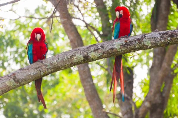 Bela Arara Vermelha Pântano Brasileiro — Fotografia de Stock