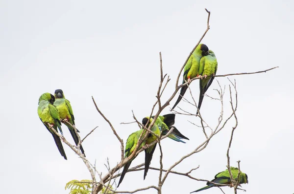 Schöne Vögel Prinzensittiche Oder Nandasittiche Aratinga Nenday Einem Baum Brasilianischen — Stockfoto