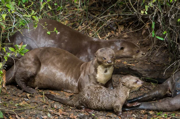 Familie Van Otters Braziliaanse Pantanal — Stockfoto