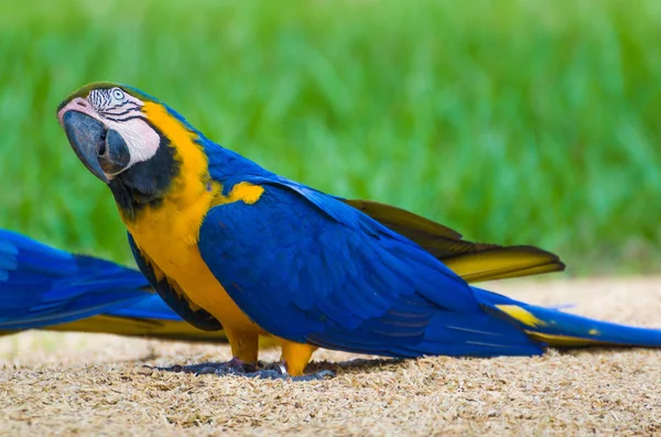 Beautiful Blue Yellow Macaw Ara Ararauna Brazilian Wetland — Stock Photo, Image