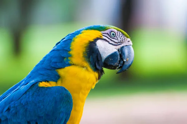 Frumos Macaw Albastru Galben Ara Arararauna Zona Umedă Braziliană — Fotografie, imagine de stoc