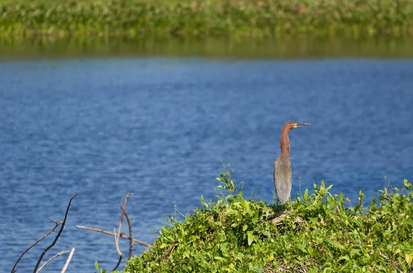 美しい Soco Boi またはブラジルの湿地 Rufescent タイガー ヘロン Tigrisoma Lineatum — ストック写真