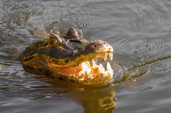 Güzel Jacare Caiman Yacare Brezilyalı Sulak — Stok fotoğraf