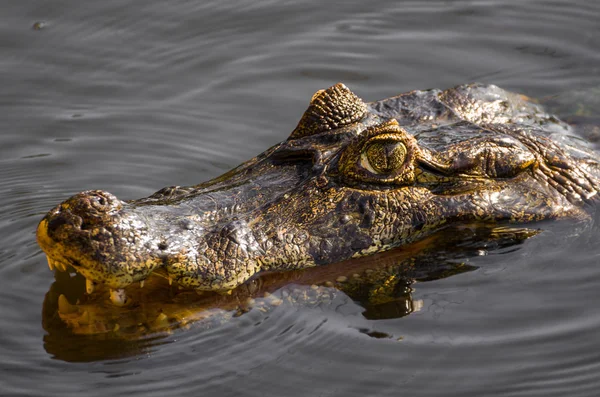 Beautiful Jacare (Caiman yacare) in the Brazilian wetland.