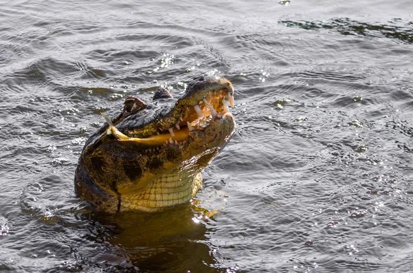 Schöne Jacare Caiman Yacare Brasilianischen Feuchtgebiet — Stockfoto