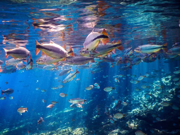 Bellissimo Pesce Acque Turchesi Nel Fiume Della Città Bonito Brasile — Foto Stock