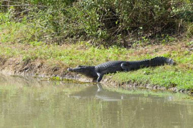 Güzel Jacare (Caiman yacare) Brezilyalı sulak.