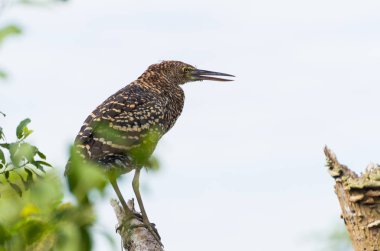 Güzel Soco Boi veya çizgili kaplan-Heron (Tigrisoma lineatum) Brezilyalı sulak alan içinde.
