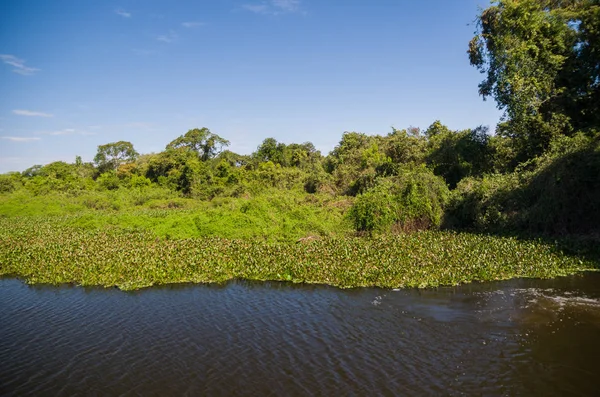 Hermosa Imagen Del Humedal Brasileño Región Rica Fauna Flora —  Fotos de Stock