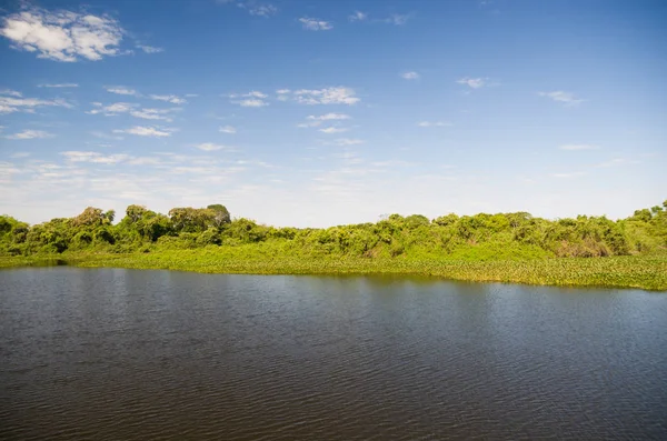 Beautiful image of the Brazilian wetland, region rich in fauna and flora.