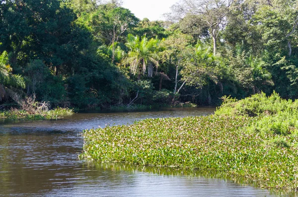 Beautiful image of the Brazilian wetland, region rich in fauna and flora.