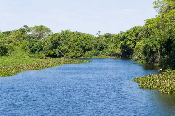 Beautiful image of the Brazilian wetland, region rich in fauna and flora.