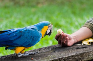 Güzel mavi-sarı ara (Ara ararauna) Brezilyalı sulak alan içinde.