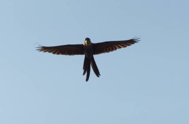 Güzel Sümbül Amerika papağanı (Anodorhynchus hyacinthinus) Brezilyalı sulak alan içinde.