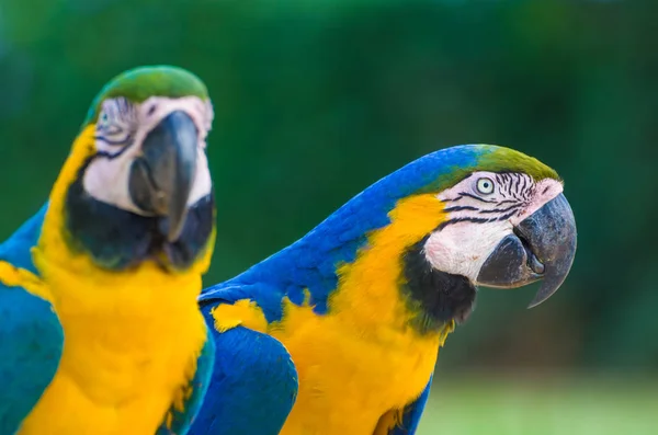 Frumos Macaw Albastru Galben Ara Arararauna Zona Umedă Braziliană — Fotografie, imagine de stoc