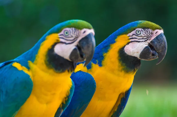 Krásná Papoušek Ara Ara Ararauna Brazilské Mokřadní — Stock fotografie